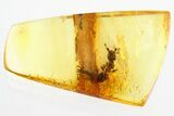 Detailed Fossil Ant (Gesomyrmex) and Stalactite In Baltic Amber #328118-1